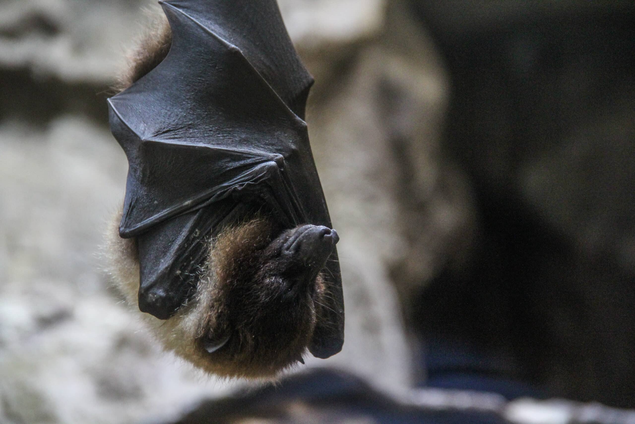 Nuit de la chauve-souris : les vendredis 21 & 28 août à Saint-Vaast-lès-mello et à Creil !
